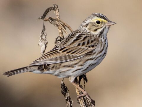 streaky songbird with yellow near eye