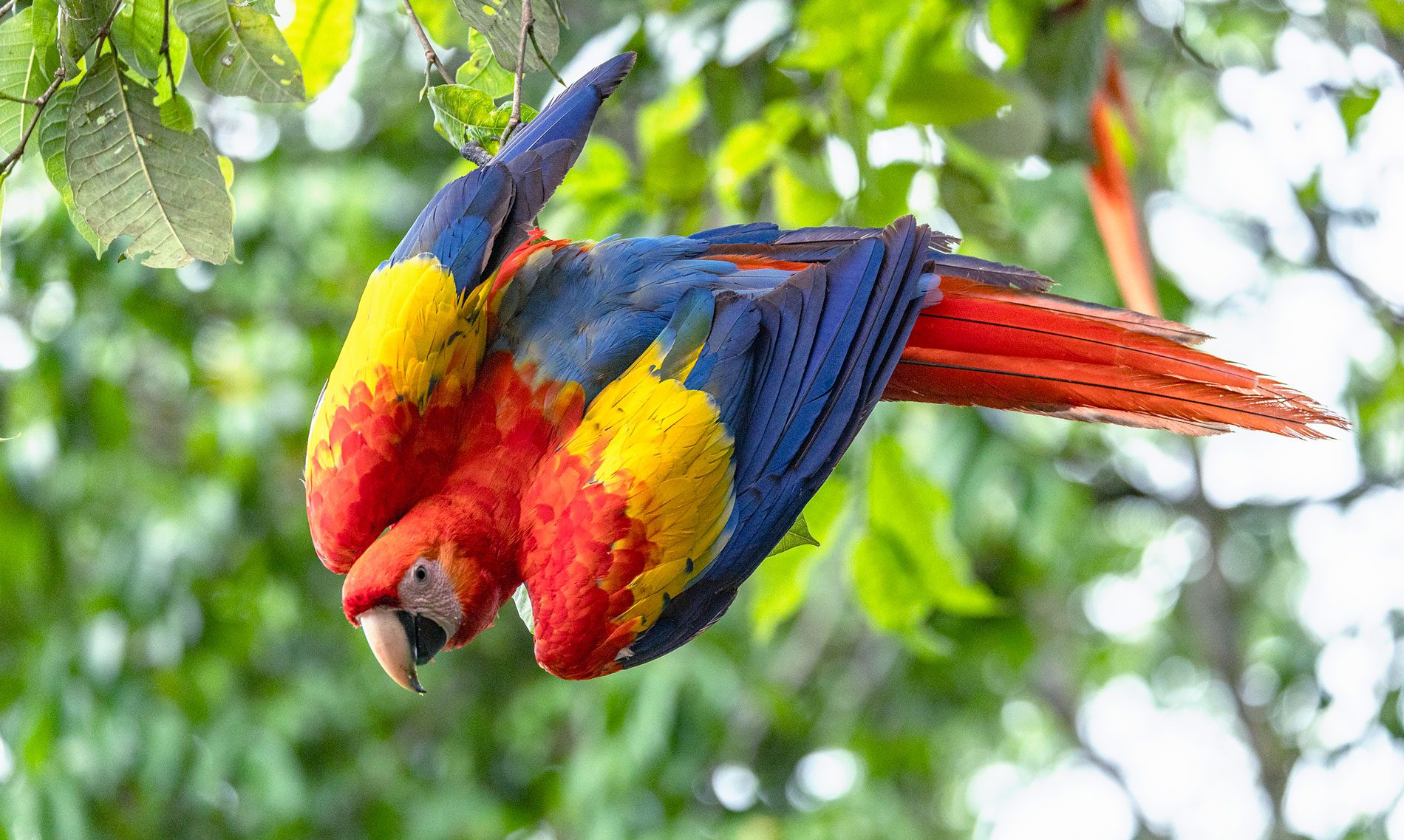 A large, rainbow bird, hangs in tree.