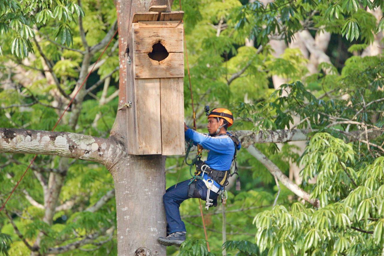 A man on a tree in ropes, at a large nest box.