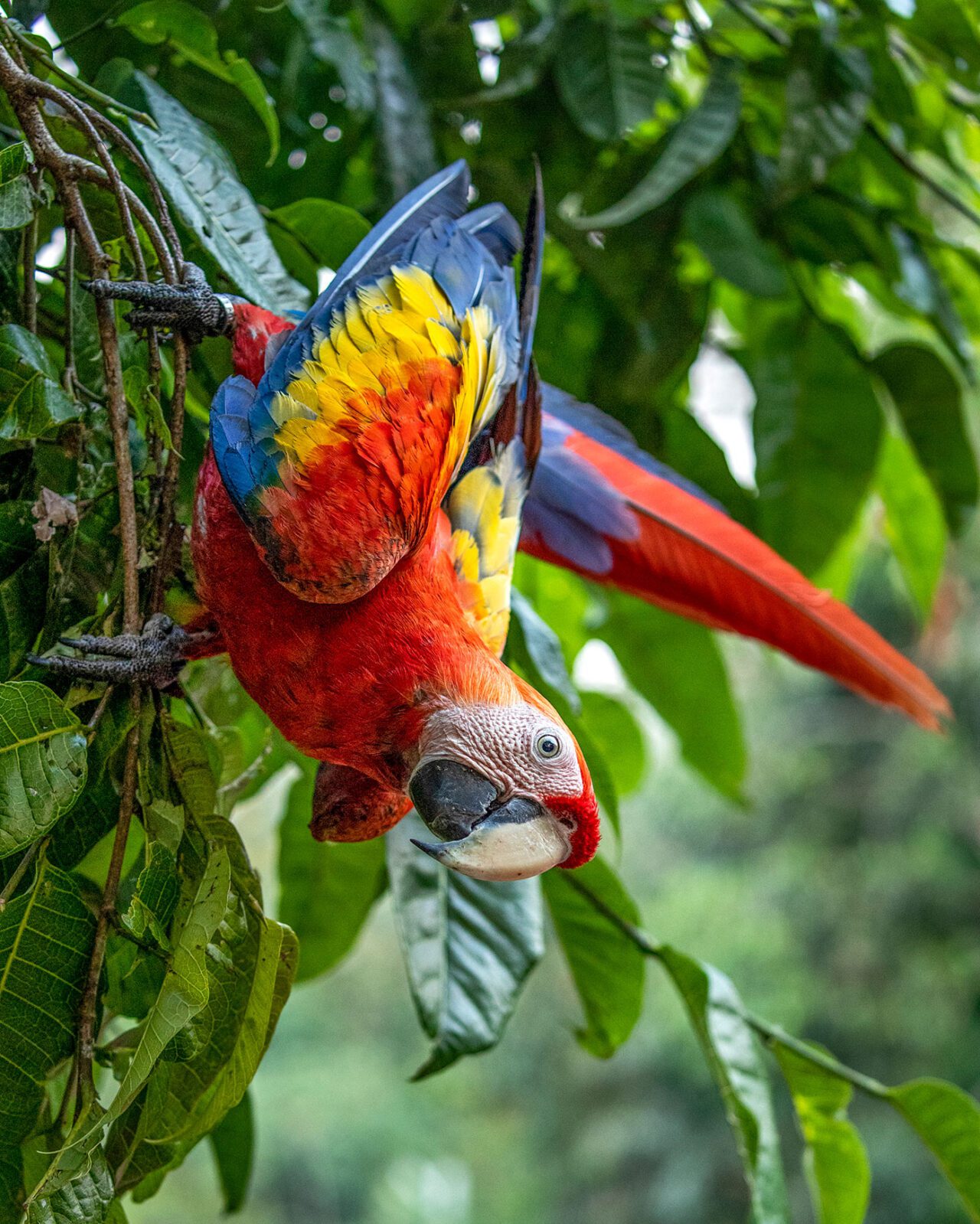 A large, rainbow colored bird with a metal leg band, hangs upside down on a tree.