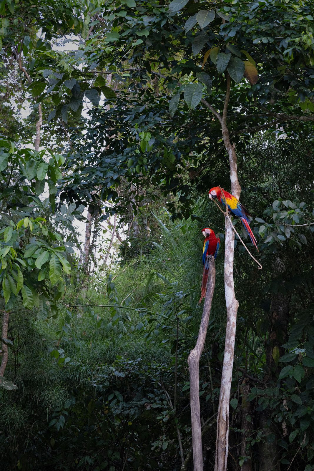 Two rainbow color birds in trees, one holding a big stick.
