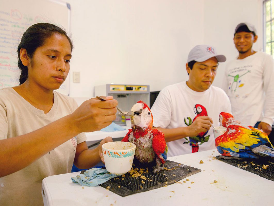 Two people feeding large, rainbow-colored young birds while another person looks on.