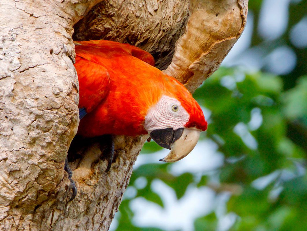 A bright red bird with a naked, pink face, and short but large pale and black bill, emerges from a tree.