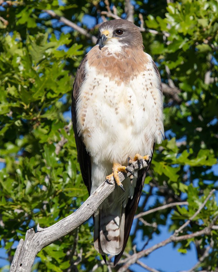 Swainson's Hawk by Brian Small