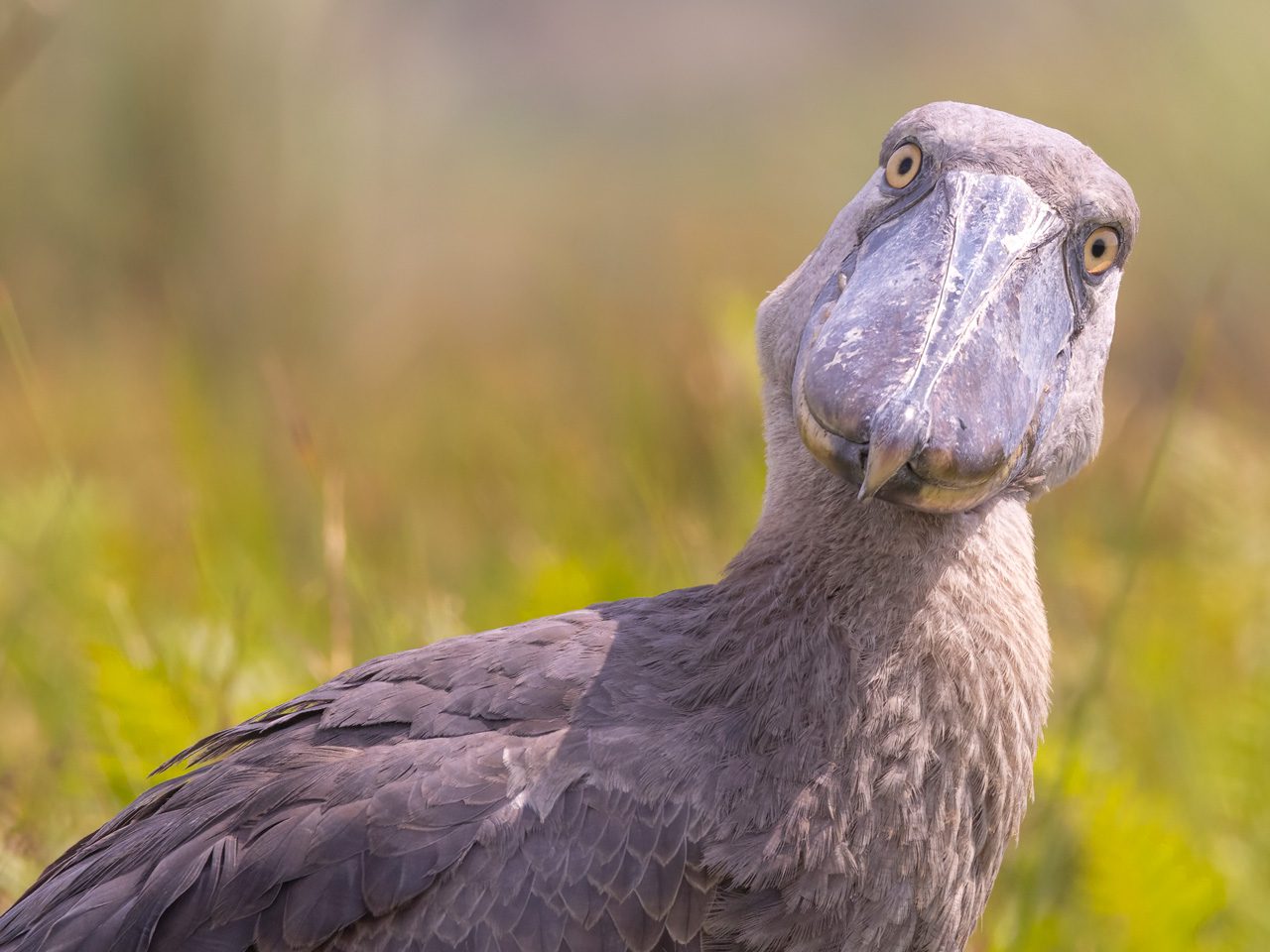 Large gray bird with a massive bill looking at the camera with its head tilted.