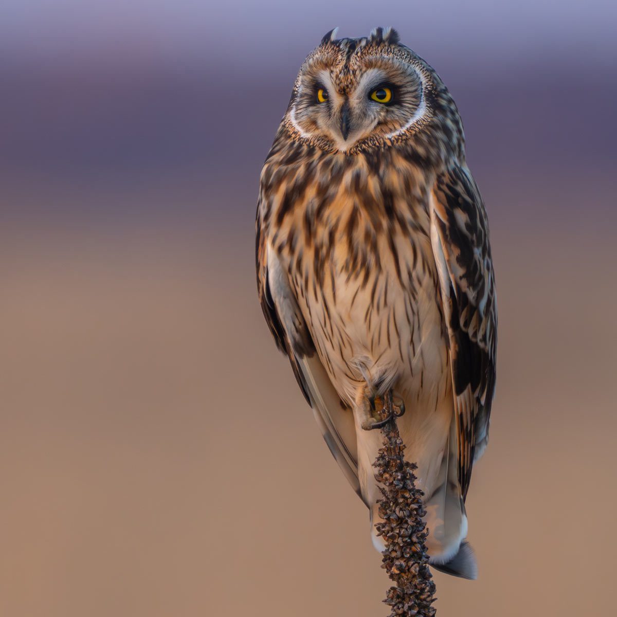an elegant large owl perches on a stick against a purple and brown background
