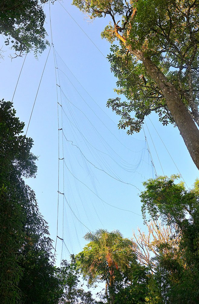 When finished, the mist nets look like huge transparent sails hoisted among the trees. Photo by Tim Gallagher.