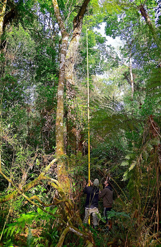 Lammertink and his crew use a tiny video probe at the end of a long, telescoping pole so they can view the interior of a woodpecker nest or roost cavity on a handheld video monitor. Photos by Tim Gallagher.