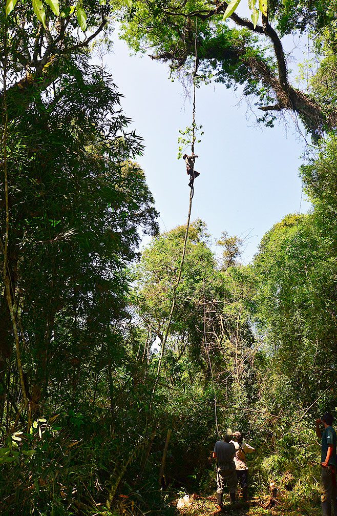 Setting up mist nets for Helmeted Woodpeckers 45 feet high in the rainforest—where they roost and nest—is risky business. A member of Lammertink’s crew shimmied up a vine to attach a bolt for the cord-and-pulley system Photo by Tim Gallagher