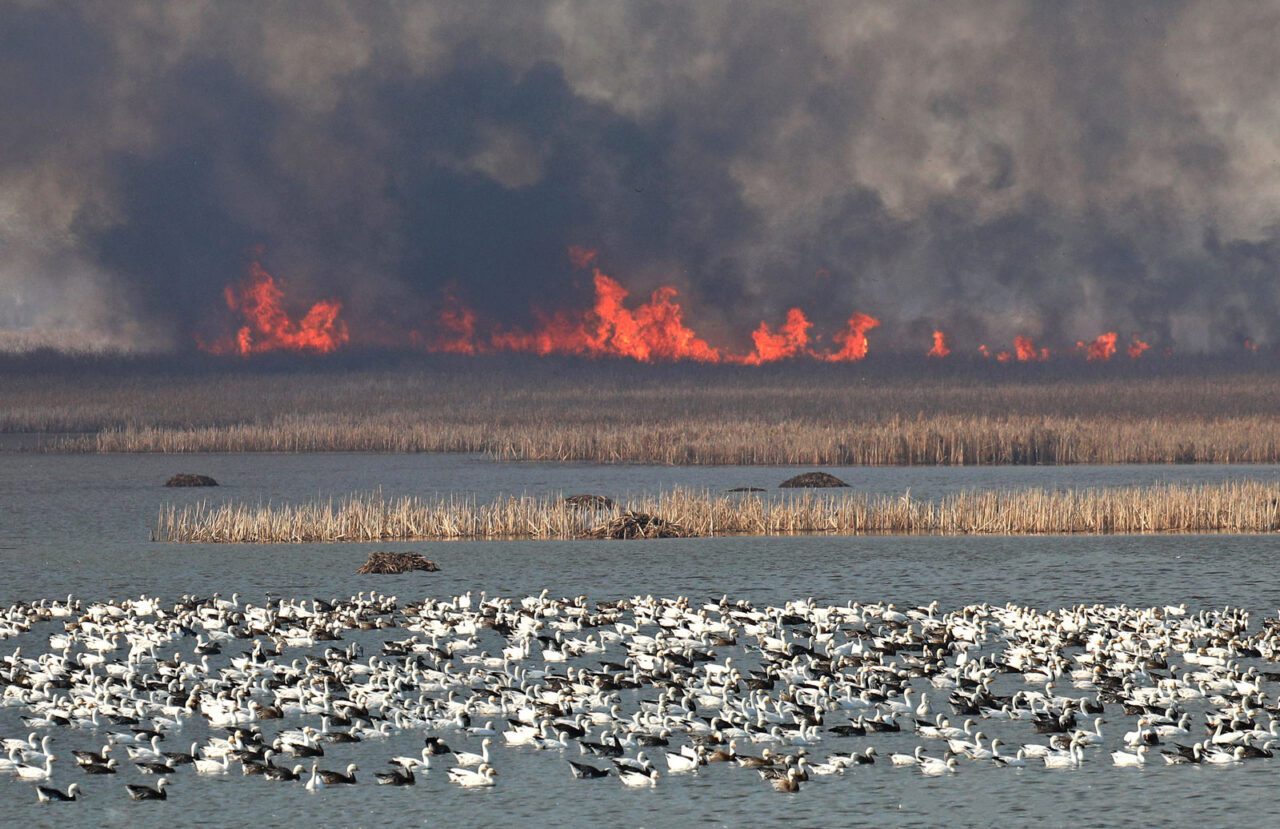 A burning field with a large flock of white water birds in the foreground.