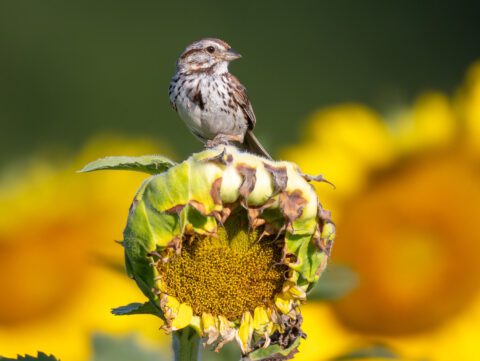 a streaky brown bird perches on sunflowers