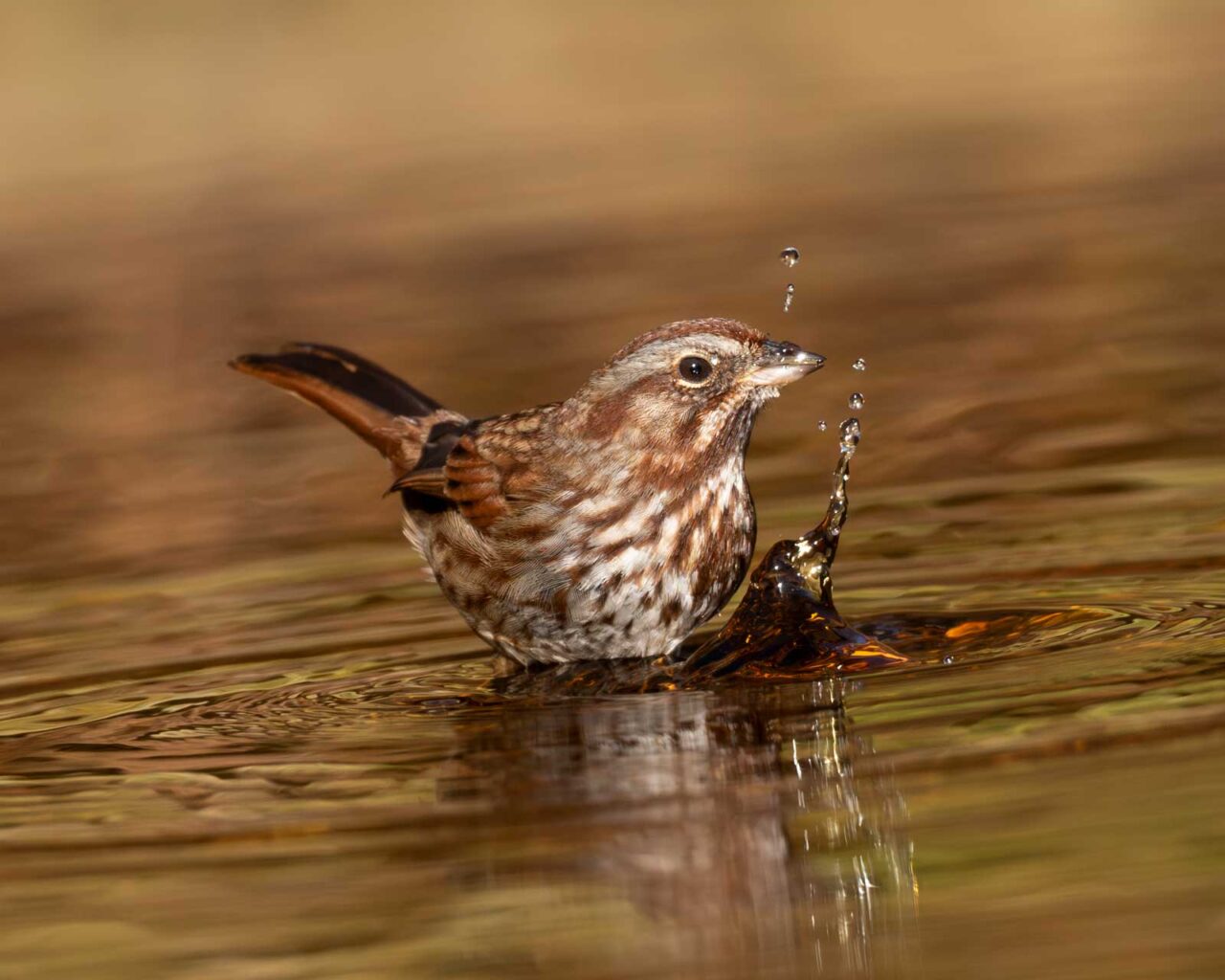 A small brown and white bird splashing in shallow water, creating droplets and ripples, with warm golden tones reflecting in the water.