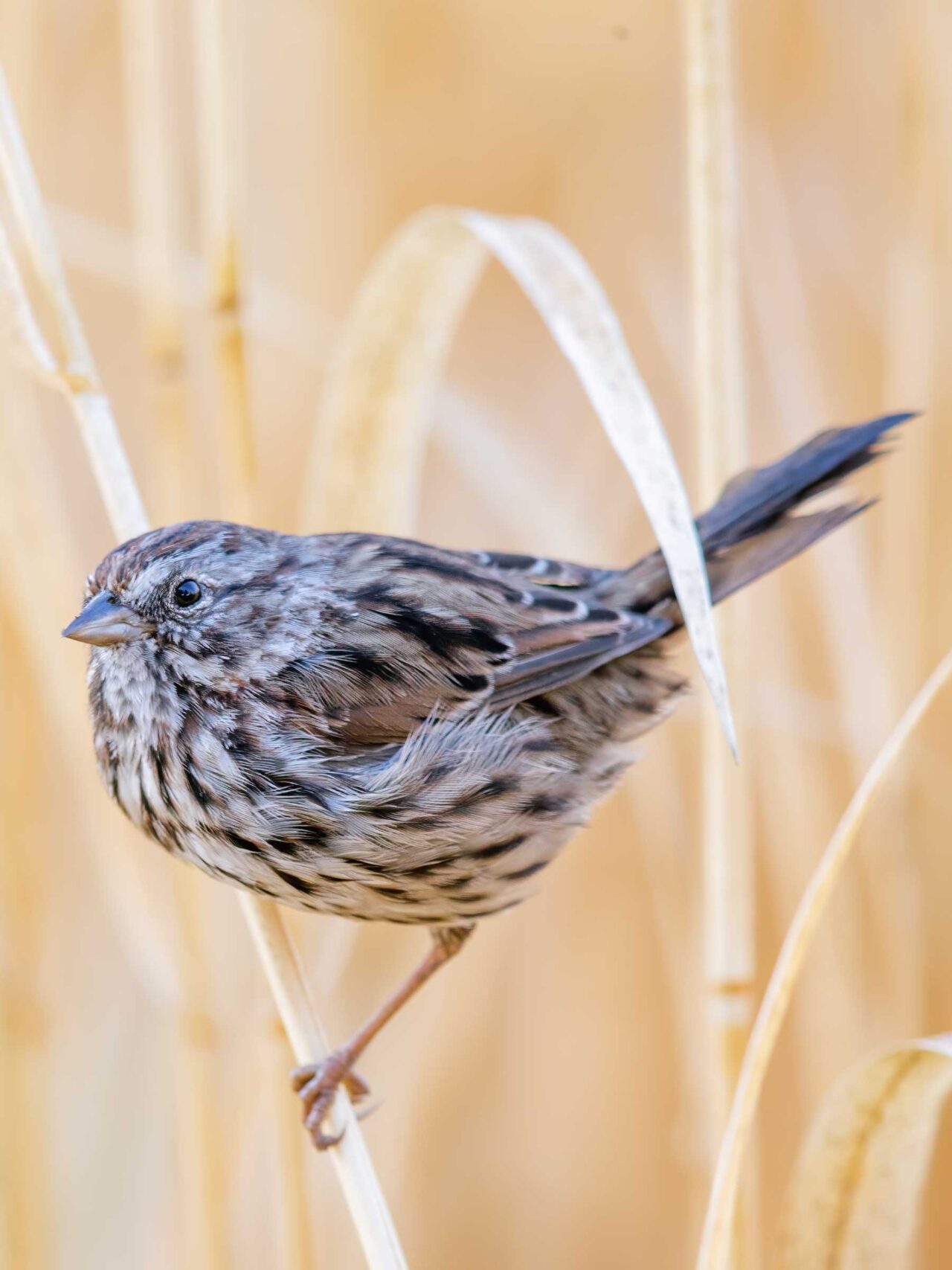 A small brown streaked bird perched on a pale, dried grass stalk, set against a softly blurred beige background.