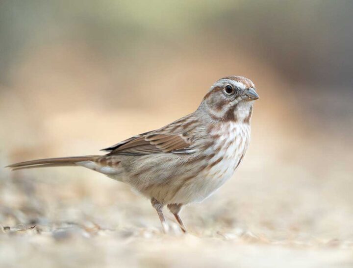 A small brown-streaked bird standing on the ground, surrounded by soft beige tones and a blurred background.
