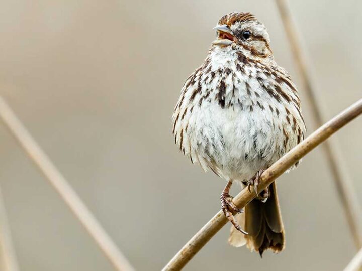 A brown and white bird perched on a thin branch, singing with its beak open, against a neutral blurred background.