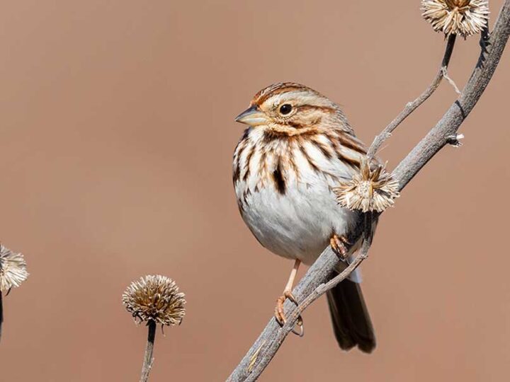 A bird with white and brown streaked feathers perched on a branch.