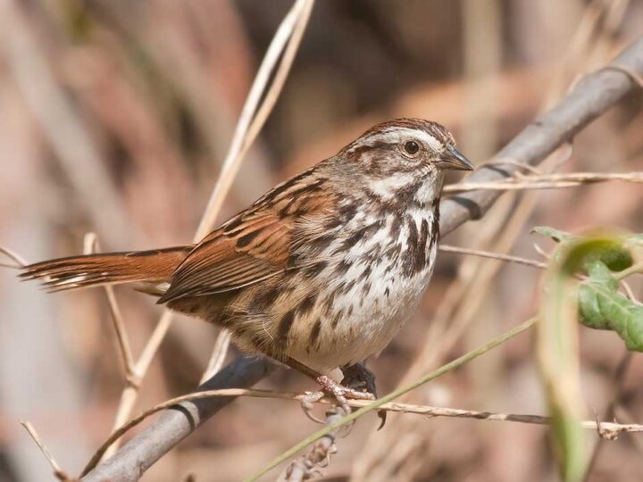 A brown bird perched among dried sticks and leaves, blending into its natural surroundings.