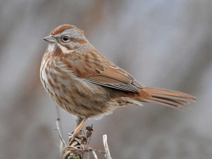 A bird with brown and gray plumage perched on a plant stem, with a softly blurred background of gray tones.
