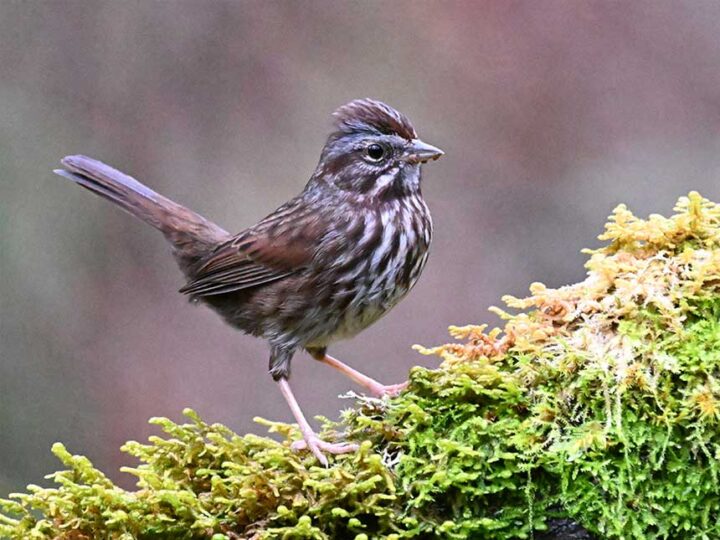 A brownish-streaked bird standing on a rock covered in light green moss, with a neutral background.