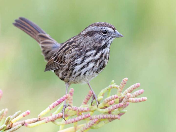 A bird with patterned brown and white feathers perched on green succulent branches, against a softly blurred green background.