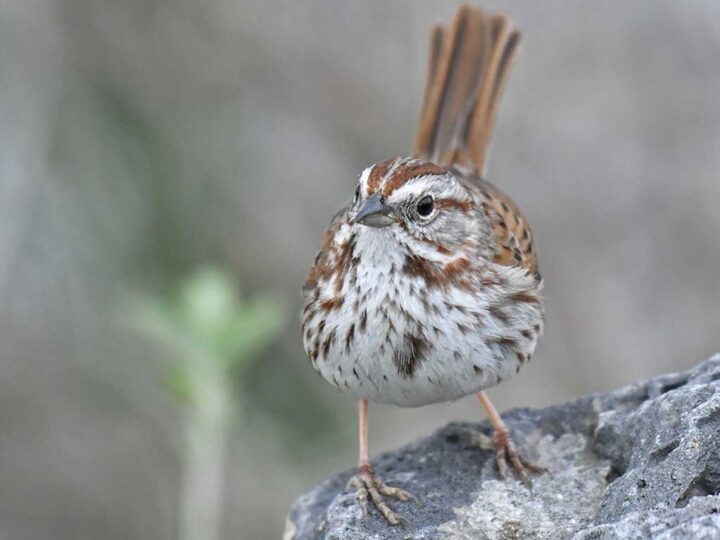 A bird with brown-speckled plumage standing on a gray rock, with hints of foliage and a blurred background.