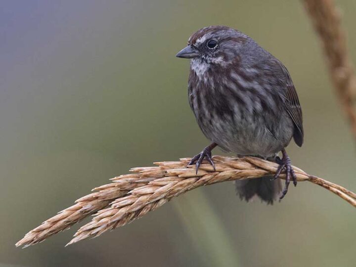 A dark brown bird with streaked plumage perched on a curved wheat stem, set against a softly blurred background.