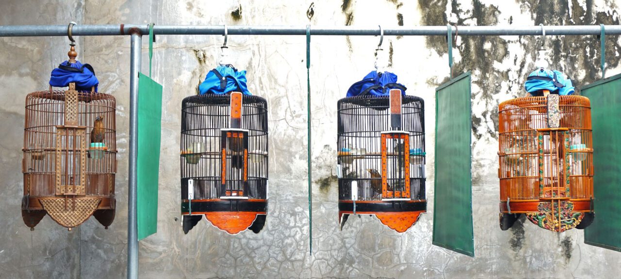 Four cages with birds hanging on a pole. separated by cloths.