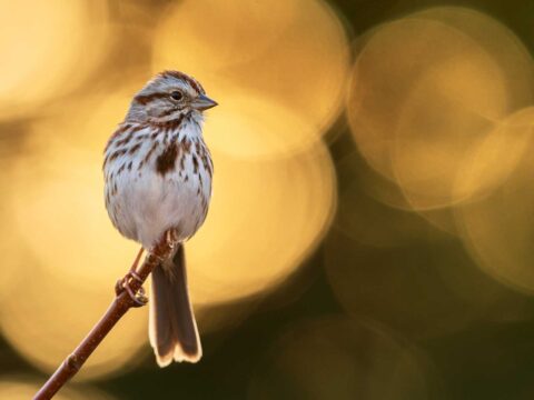 A small bird with streaked plumage perched on a thin branch, set against a warm, golden background.