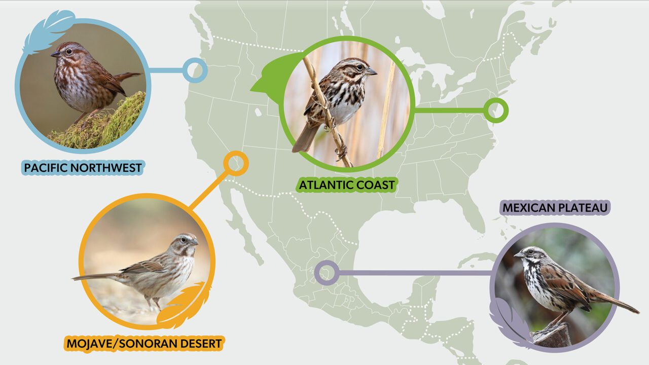 An illustrated map of North and Central America showing four regions labeled as "Pacific Northwest," "Atlantic Coast," "Mojave/Sonoran Desert," and "Mexican Plateau." Each region includes an image of a bird perched in its habitat, with circular highlights and corresponding labels.