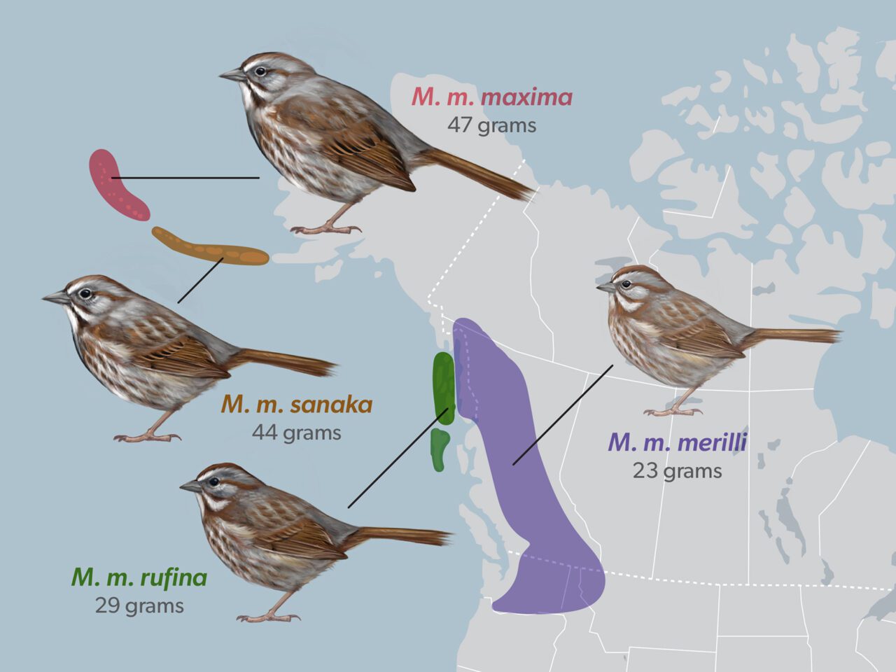 An infographic showing four bird illustrations with corresponding weight labels: "M. m. maxima" (47 grams), "M. m. sanaka" (44 grams), "M. m. rufina" (29 grams), and "M. m. merilli" (23 grams). The map in the background indicates geographic distribution with colored zones and dashed borders matching the species' ranges.