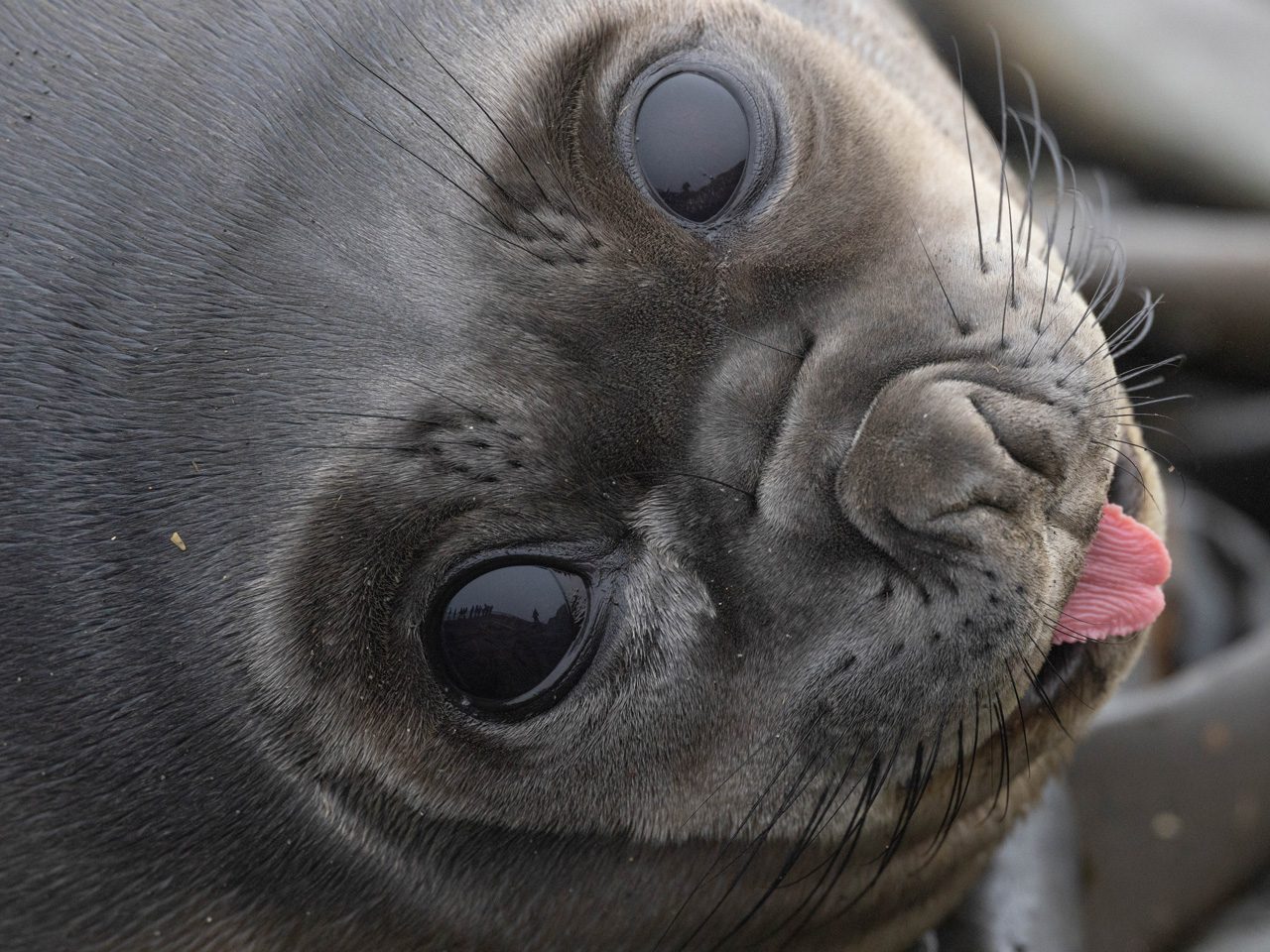 A seal looking up with its tongue sticking out.