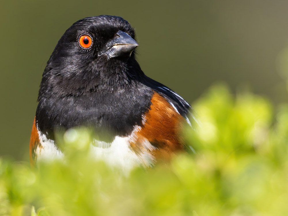 headshot of a dark-headed bird with a red eye looking out of a bush