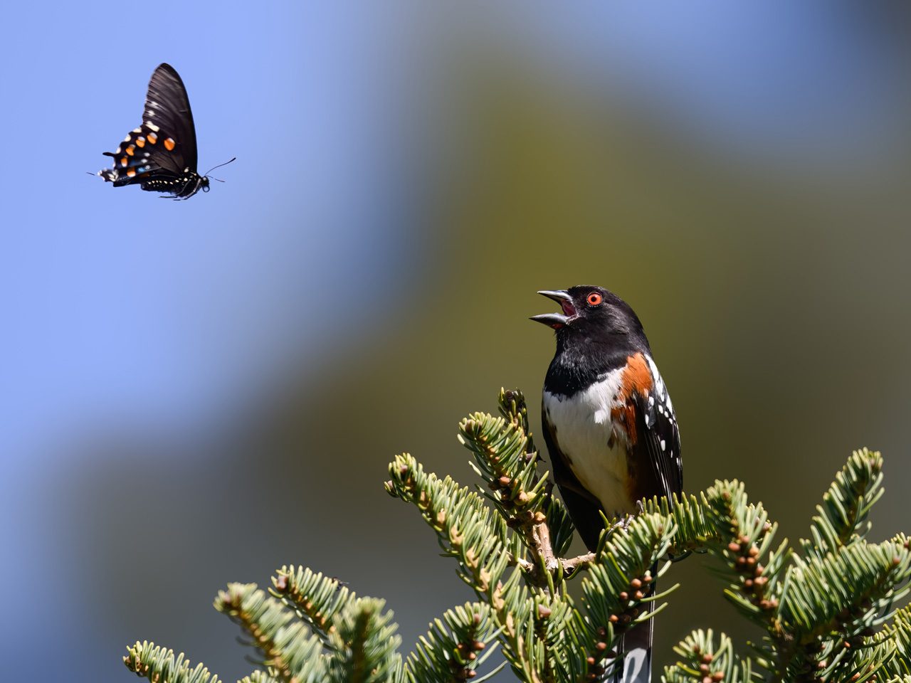 A black-and-orange butterfly flying above a black-and-orange bird on a pine branch.