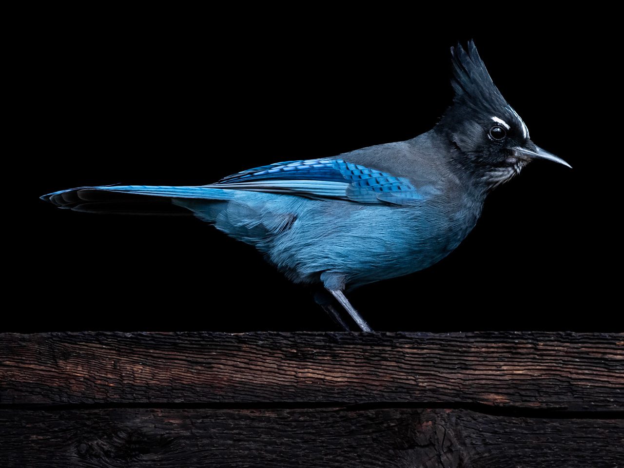 Blue and black bird perched against a dark background.