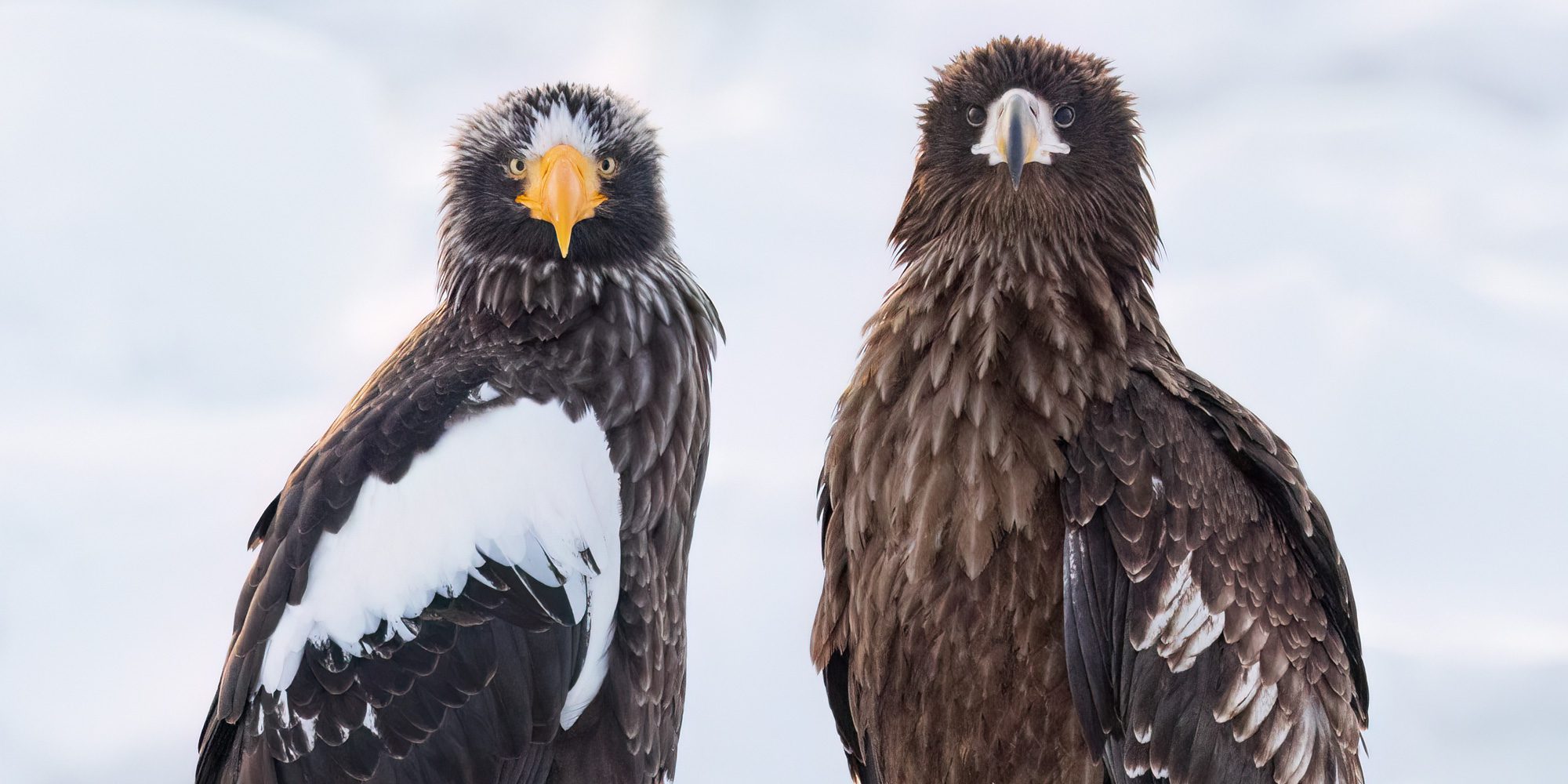 Two large dark-feathered birds standing side by side on snow, one with a bright yellow bill and white wing patches.