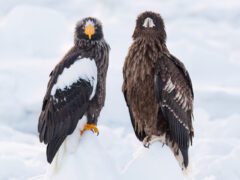 Two large dark-feathered birds standing side by side on snow, one with a bright yellow bill and white wing patches.
