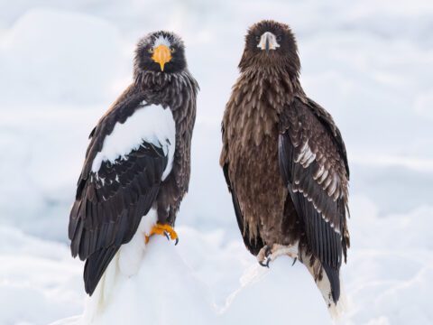 Two large dark-feathered birds standing side by side on snow, one with a bright yellow bill and white wing patches.