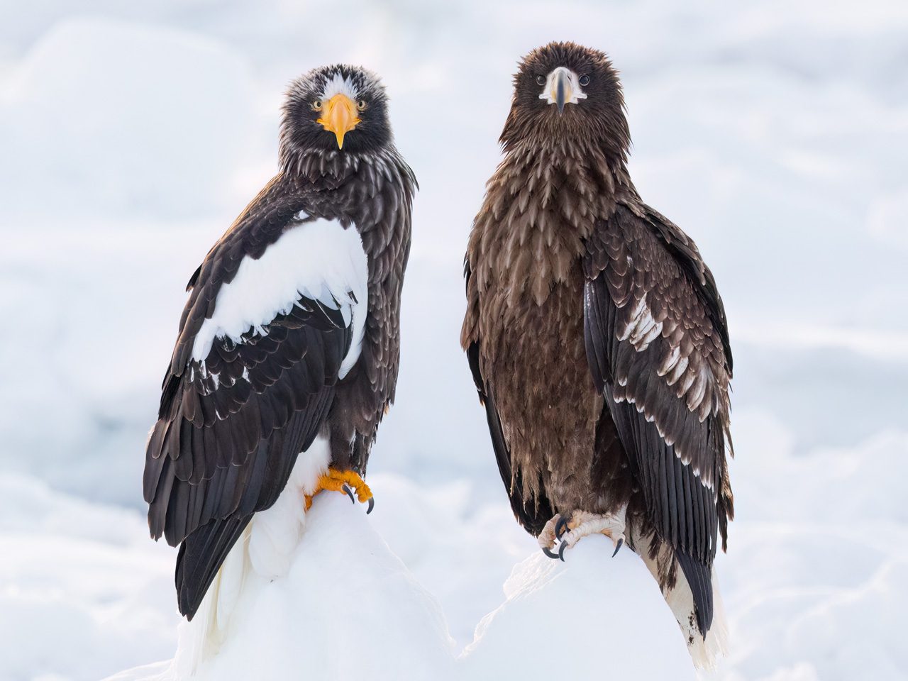 Two large dark-feathered birds standing side by side on snow, one with a bright yellow bill and white wing patches.