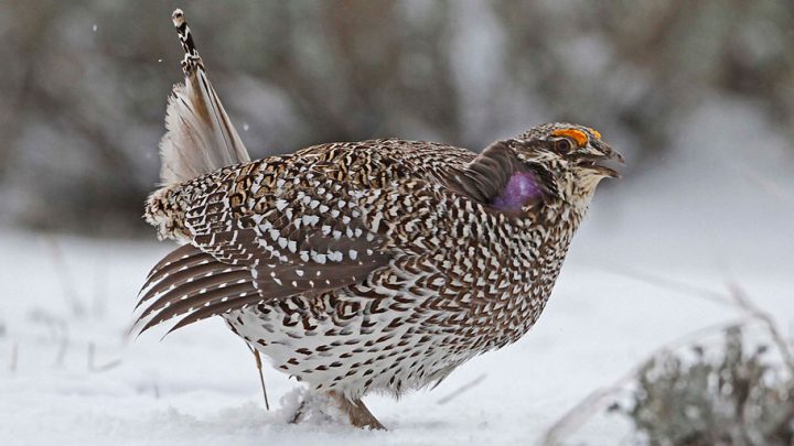 Pronunciation of bird names is often debated. This handsome bird's common name, Sharp-tailed Grouse, is easy to pronounce, but how to you pronounce its Latin name, Tympanuchus phasianellus? Photo by Bryan J. Smith via Birdshare.