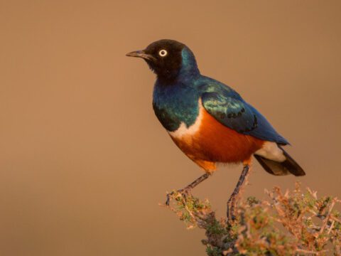 a glossy blue and red bird with a golden eye perche on a bush