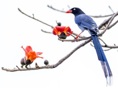 a long-tailed blue bird with a red bill perches in a flowering tree