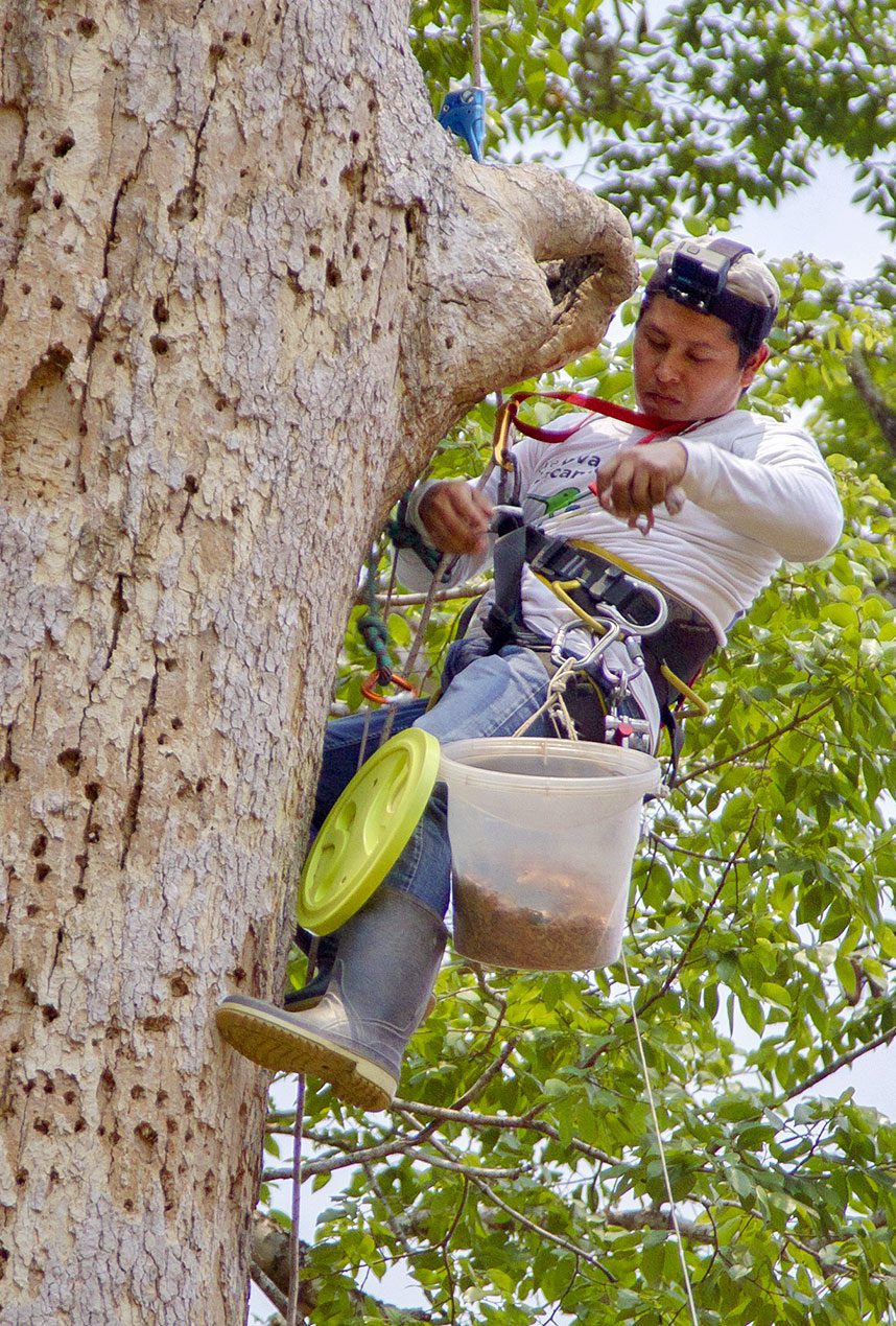 Man hangs in a tree with ropes and removes baby birds from nest hole.