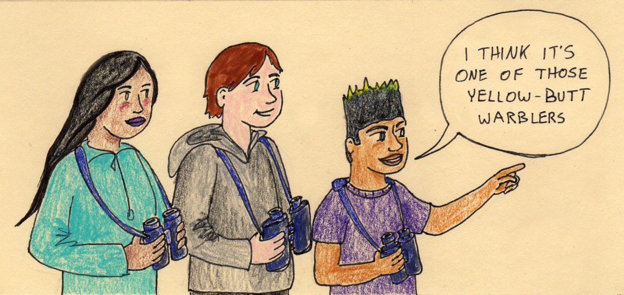 Yellow Warbler. Illustration by Sally Ingraham