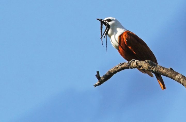 Three-wattled Bellbird perched on bare limb against blue sky