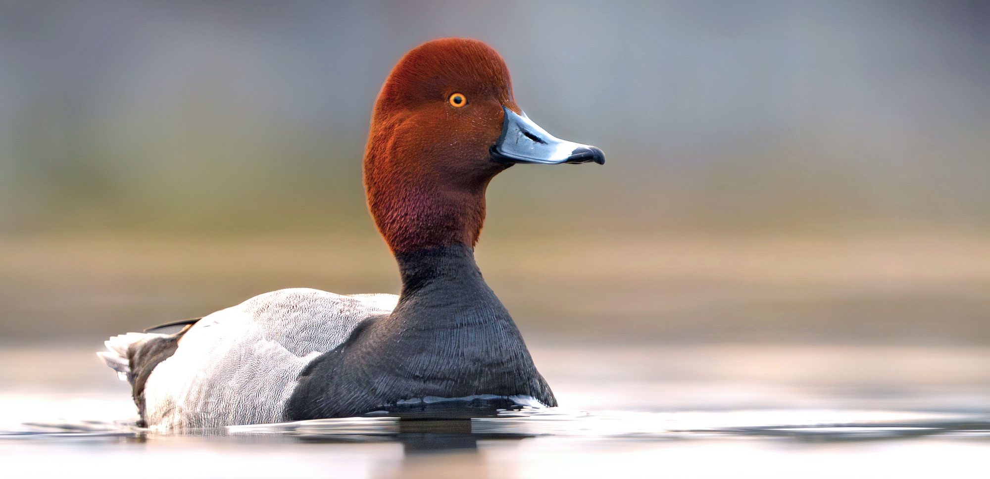 A dark-auburn headed duck with a light gray body and black chest and shiny, black bill, sits in the water.