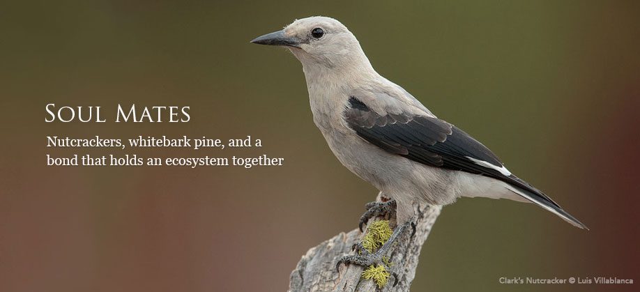 Clark's Nutcracker by Luis Villablanca