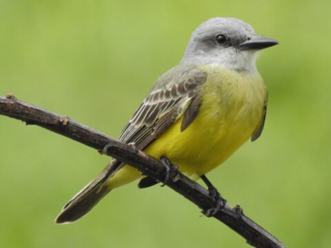 A small bird with a gray head, olive-brown wings, and a bright yellow belly is perched on a thin, dark branch against a blurred green background.