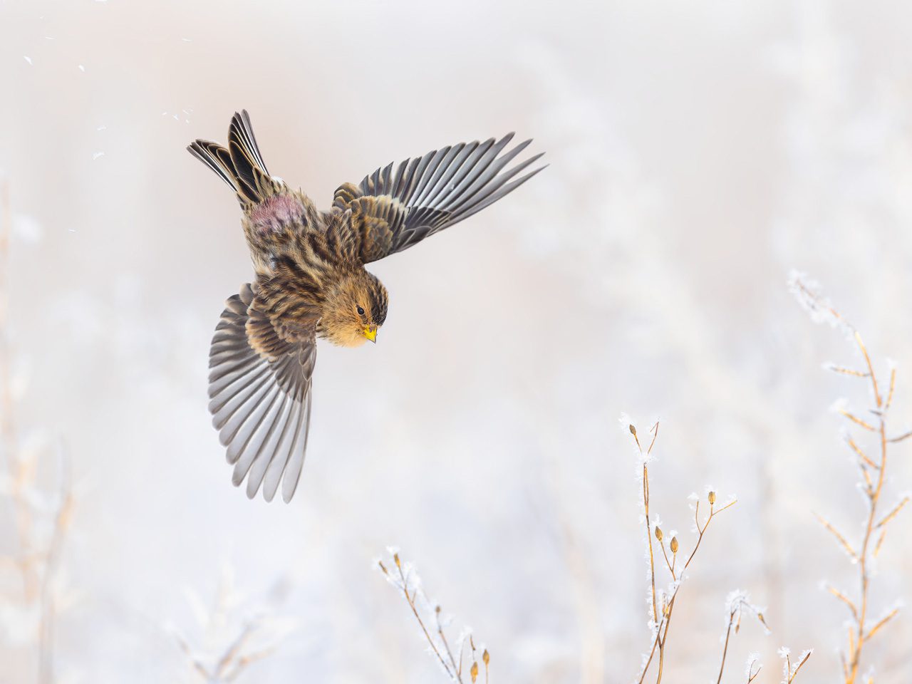 Brown streaked bird in mid-flight above snow-covered plants.