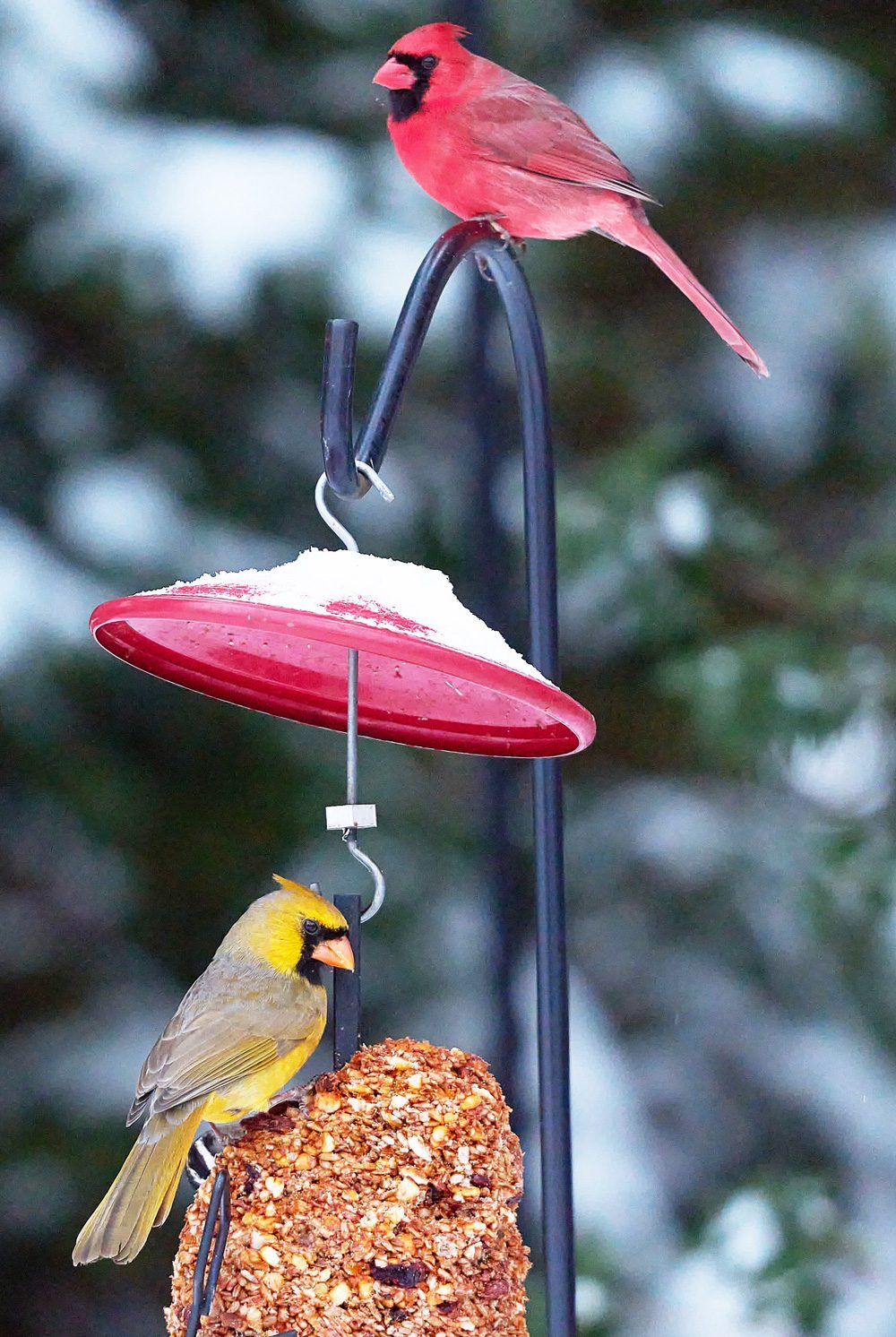 A red bird perched on top of a snowy feeder while a yellowish bird eats from the seed block below.