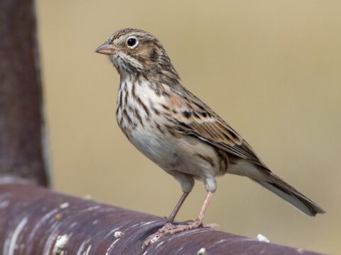 streaky brown songbird perching on a pipe
